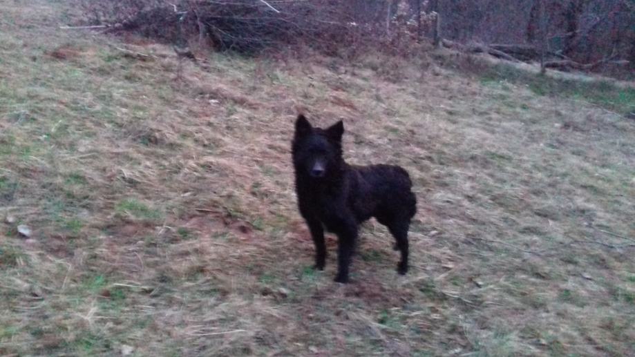 Štenci Hrvatskog ovčara