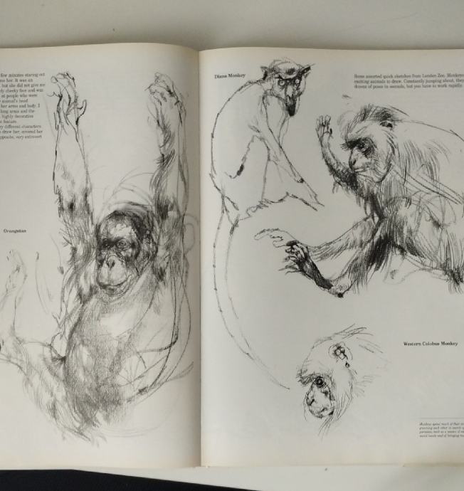 Viktor Ambrus, Drawing animals, 1998.