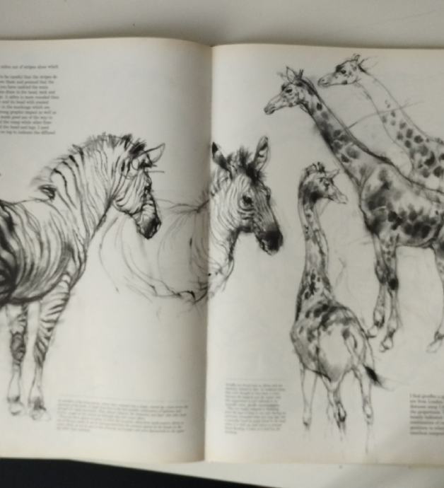 Viktor Ambrus, Drawing animals, 1998.