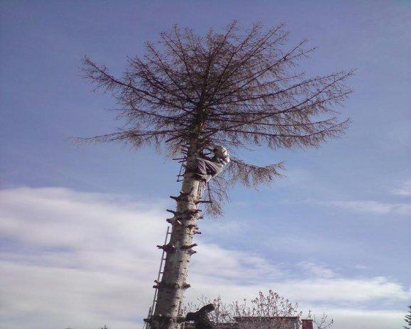 rušenje visokog drveća