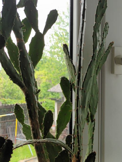 3 kaktusa vel do 90 cm, cijena za sve