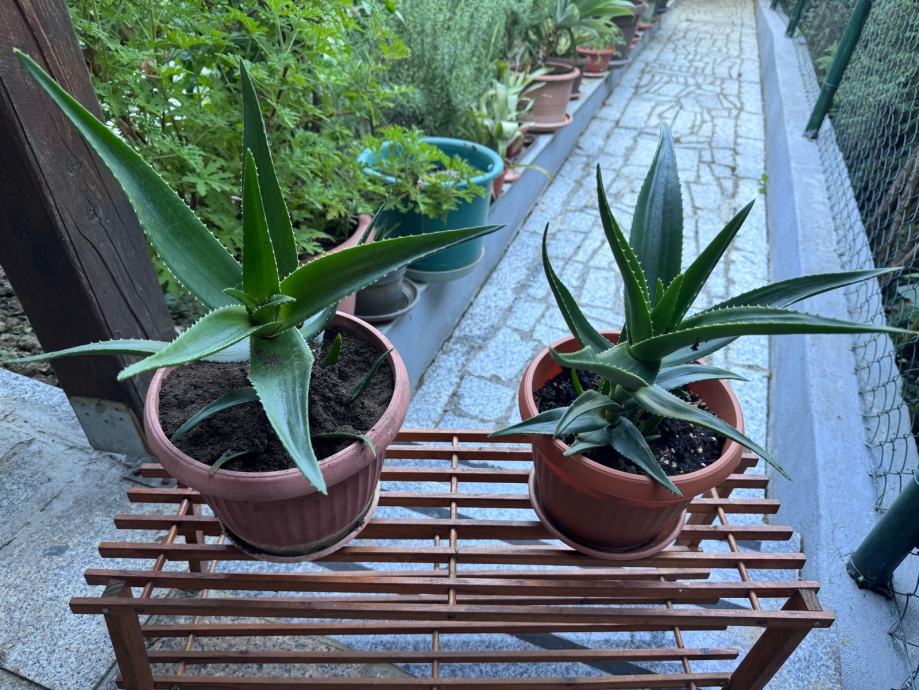 Aloe vera