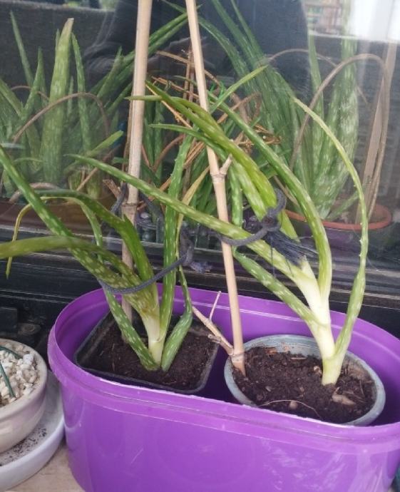 Aloja vera rasprodaja