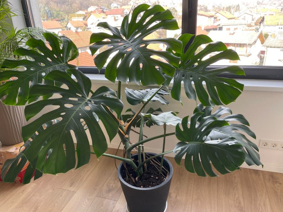 philodendron images 4” Philodendron 'Splendid' – Canopy Plant Co main image 1