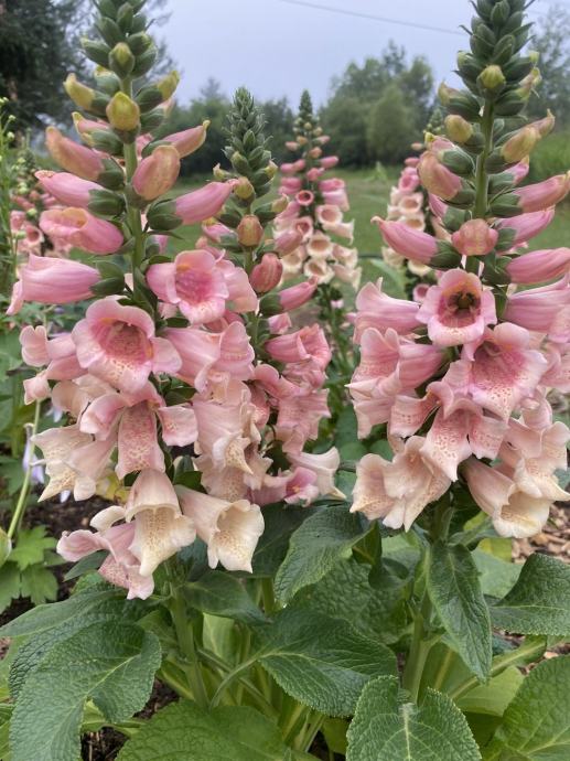 Digitalis Dalmatian Peach / SADNICE
