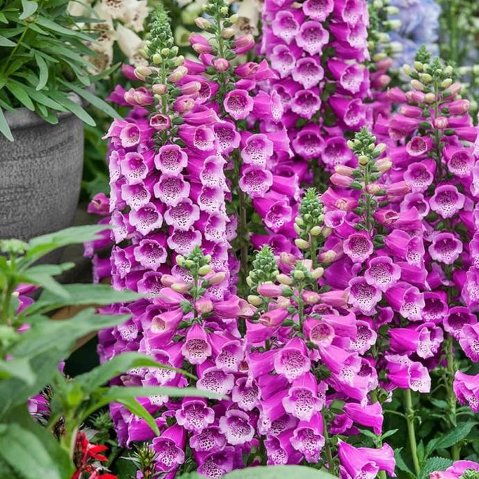DIGITALIS DALMATIAN PURPLE / Sadnice