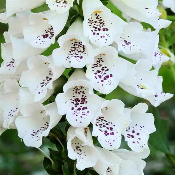 Digitalis Dalmatian White / SADNICE
