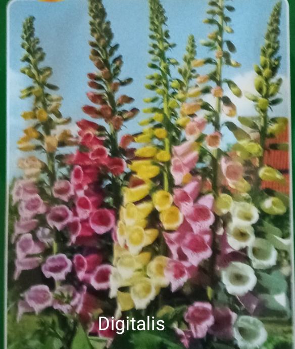 Digitalis ili naprstak