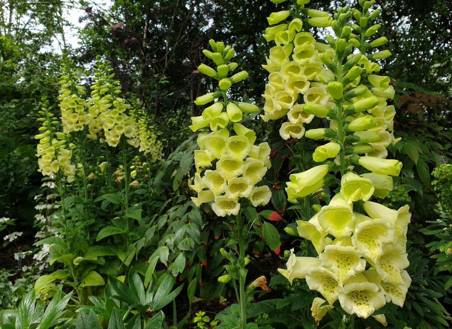 Digitalis Limoncello / SADNICE