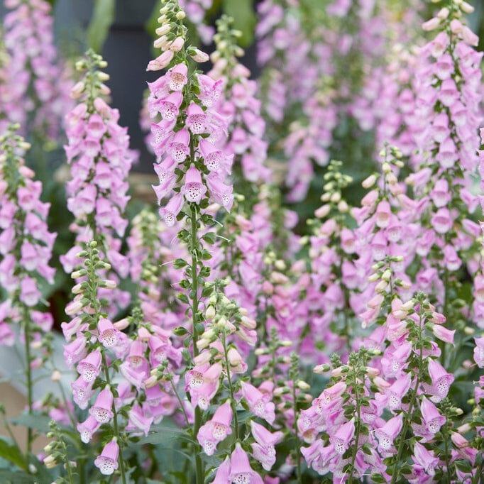 Digitalis Pink Champagne / SADNICE