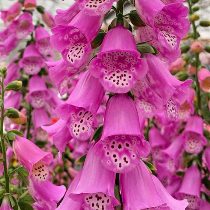 Digitalis Pink Panther / SADNICE
