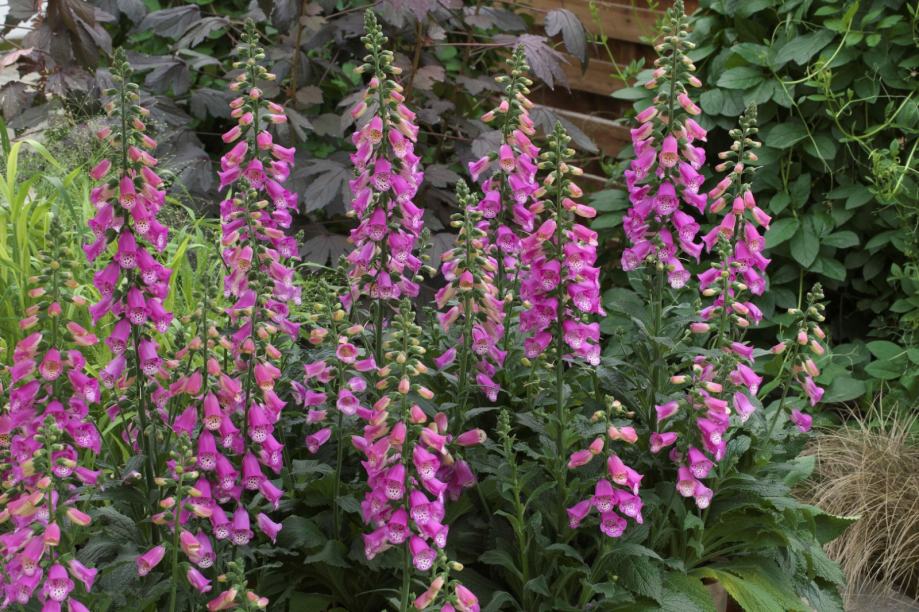 Digitalis Pink Panther / SADNICE