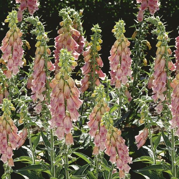 Digitalis Strawberry / SADNICE