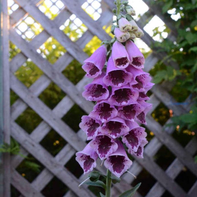 DIGITALIS SUGAR PLUM / Sadnice