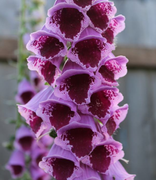 DIGITALIS SUGAR PLUM / Sadnice