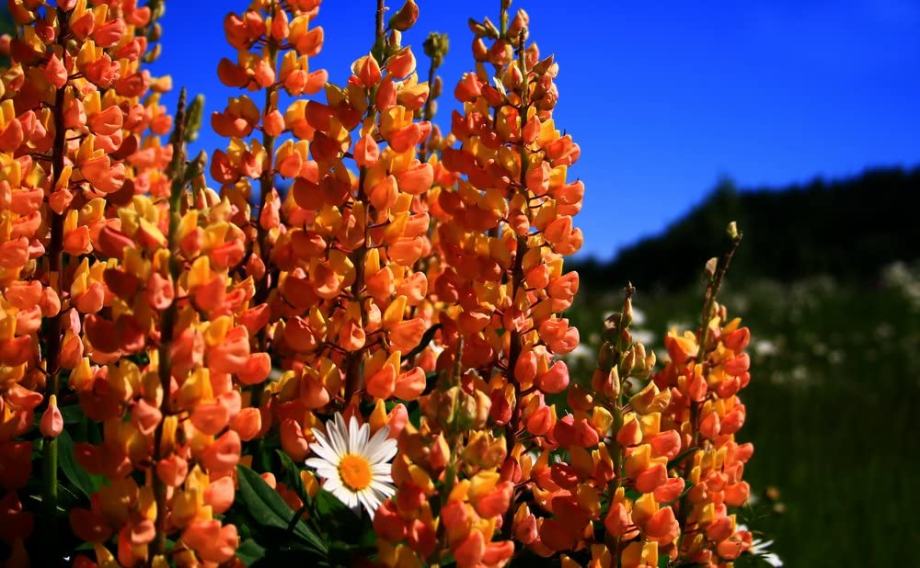 Digitalis Sunset / SADNICE