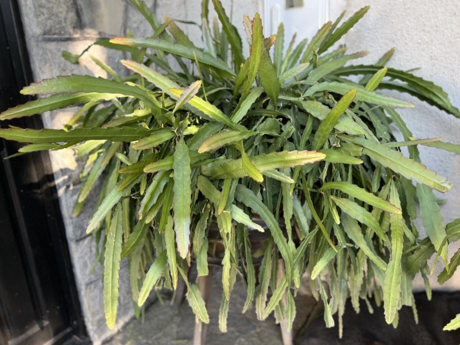 einblatt kunstpflanze Kaufen Sie jetzt Zimmerpflanze Einblatt Spathiphyllum 'Pearl Cupido' Weiß  inkl. Dekotopf