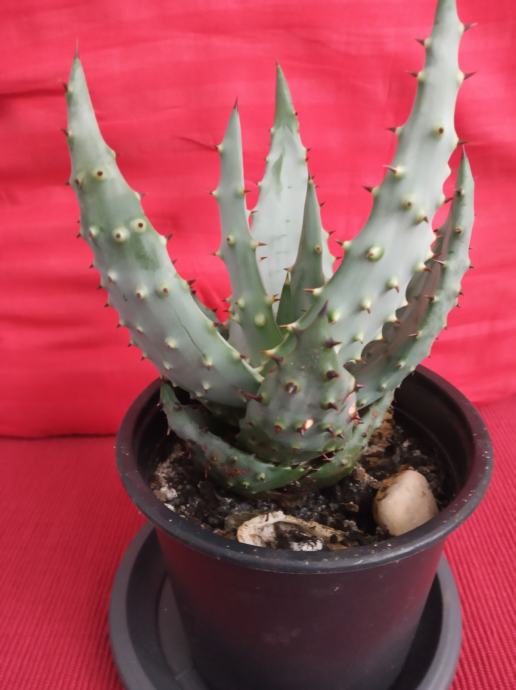 Kaktus neobičan,za ljubitelje i sakupljače kaktusa