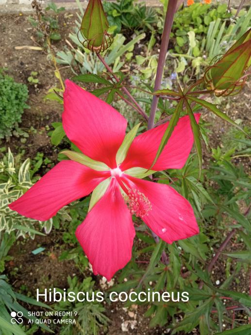 Hibiscus coccineus - crveni / sjeme