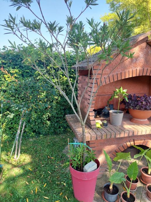 Oleandro Magaly - Vivai Frappetta Roma