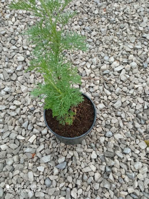 Pelin cola  (Artemisia abrotanum )
