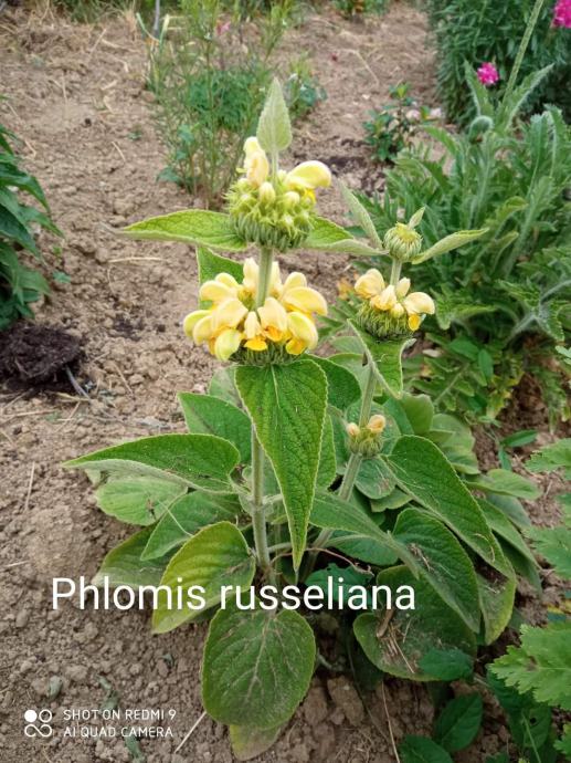 Phlomis russeliana (jeruzalemska kadulja)