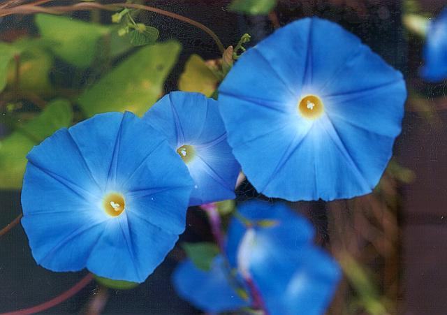 Ukrasni slak - svjetloplavi- Izrazoto krupni cvjetovi