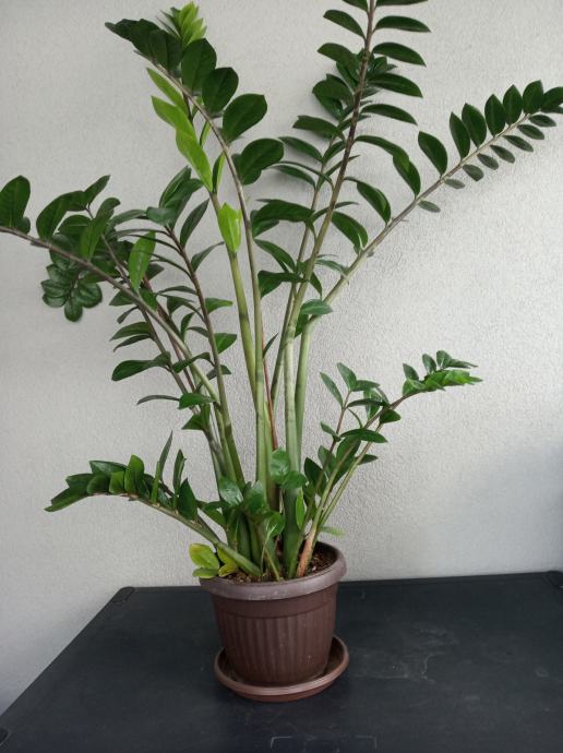 Zamija-Zamioculcas zamiifolia