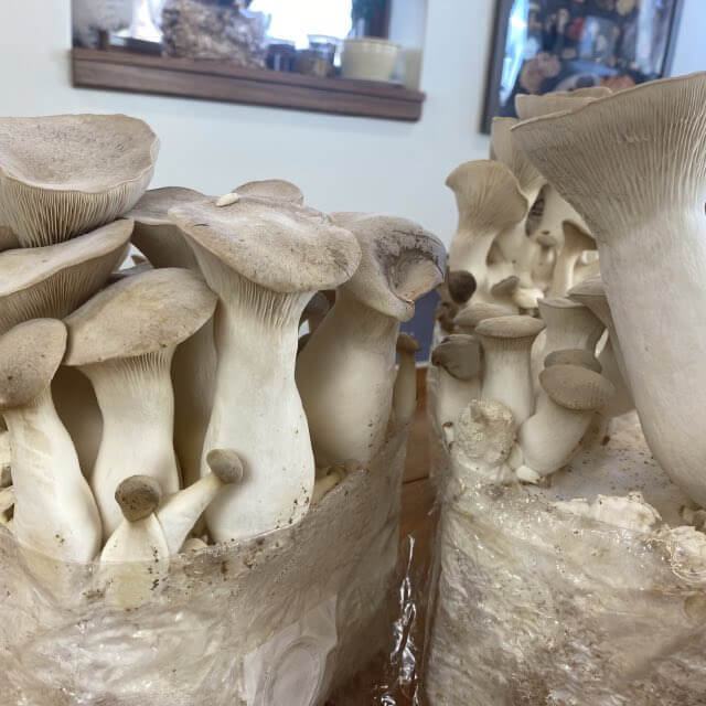 Kraljevska Bukovača Pleurotus Eryngii