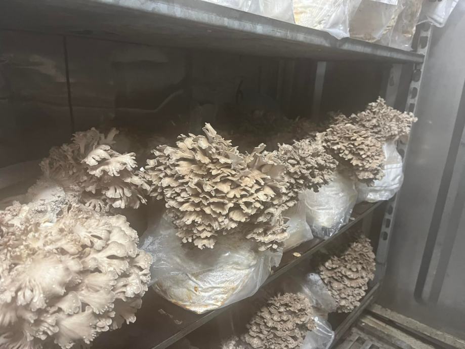 Maitake Micelij Grifola frondosa