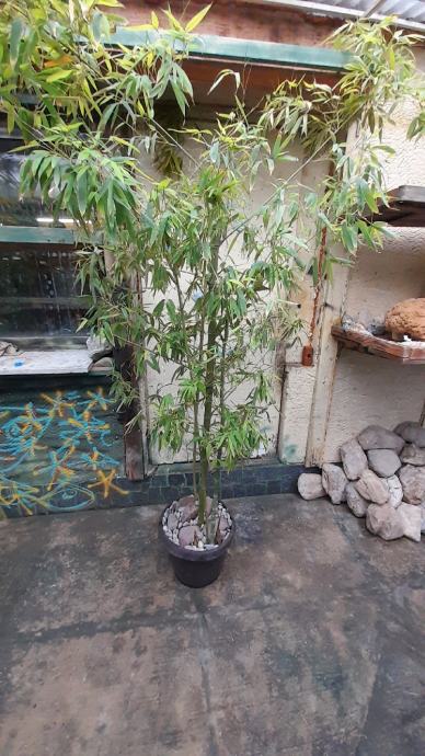 Bambus u tegli visina 190 cm,širina 140 cm