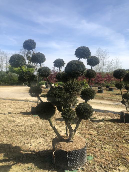 Bonsai topiary niwaki 150-200 cm