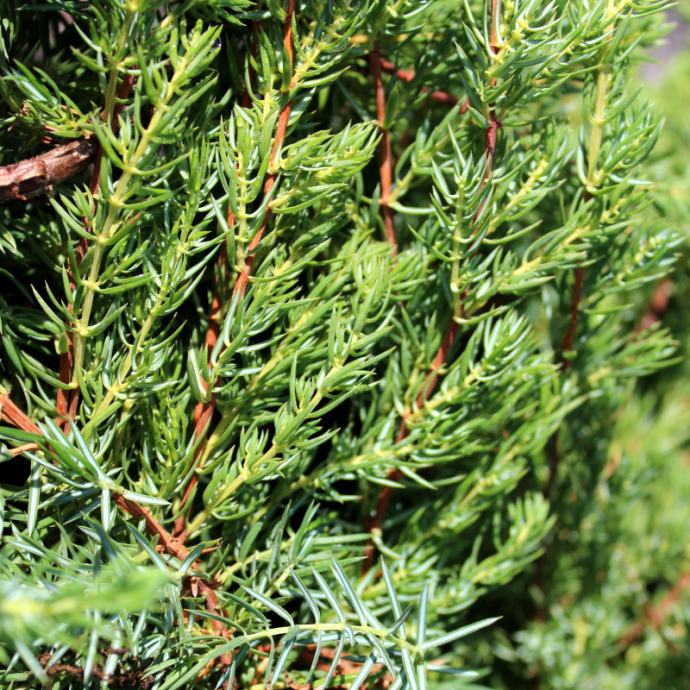 Borovica Juniperus Communis