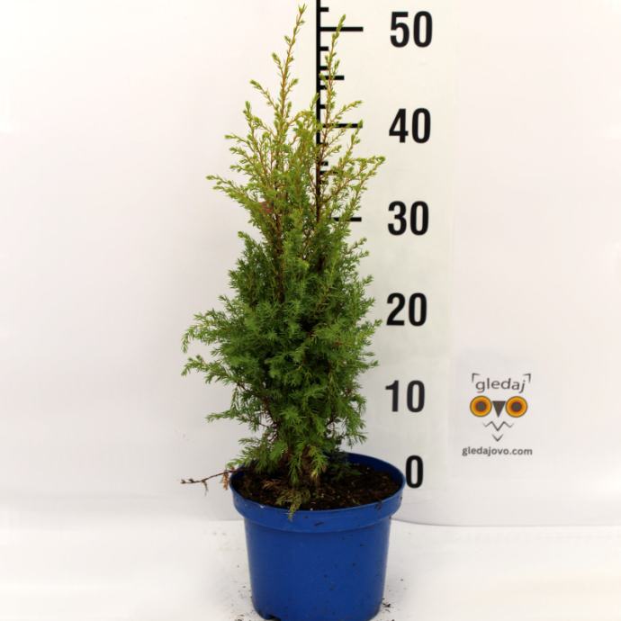 Borovica Juniperus “Gold Pin” c2