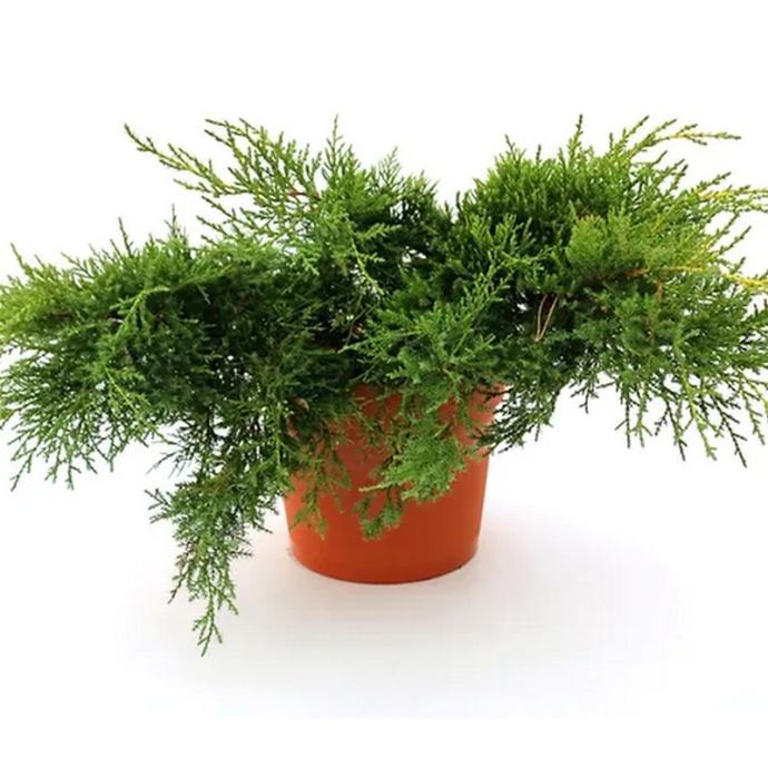 Borovica Juniperus Pfitzeriana “Mordigan Gold” c2