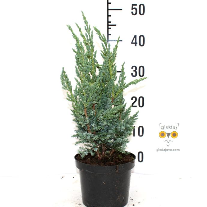 Borovica Juniperus Squamata “Blue Compact” c2