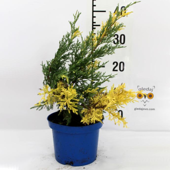 Borovica Juniperus x-media “Blue ‘n Gold” c2