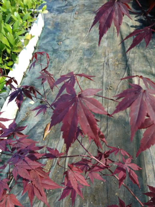 Japanski javor crveni.,Acer palmatum atropurpureum