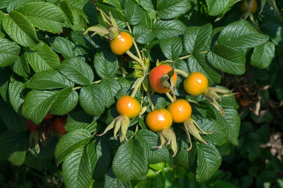 Krumpirova ruža (Rosa rugosa)