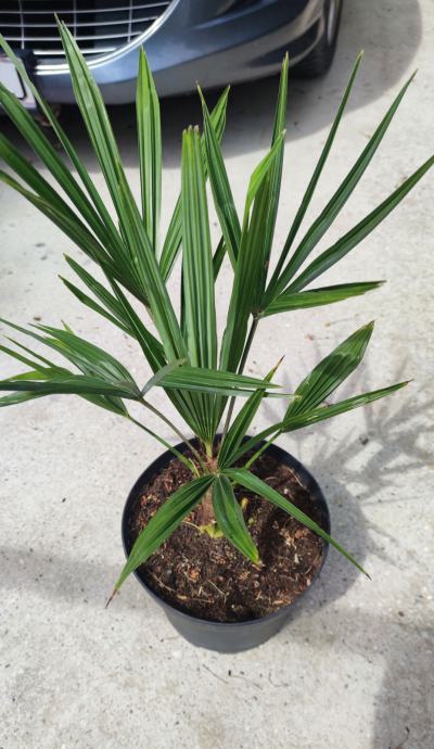 Sadnice lepezaste palme - Trachycarpus fortunei 'Bulgaria'