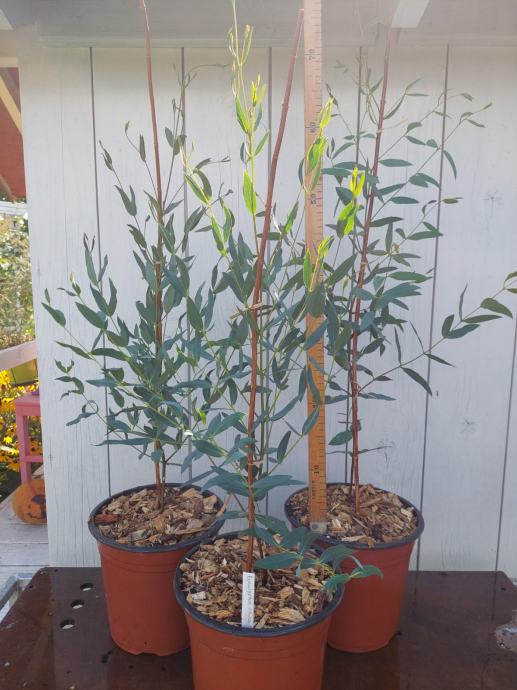 Sjajni eukaliptus/Peppermint eukaliptus (eucalyptus nitida) - sadnica