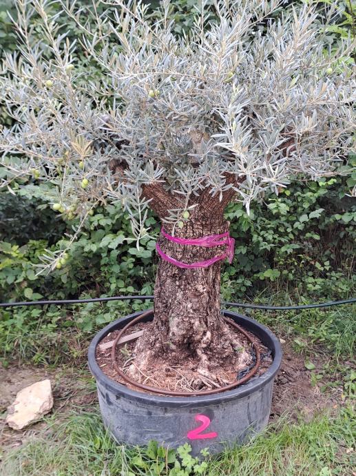 stablo masline, stara maslina. ukrasna maslina 100 god + starosti