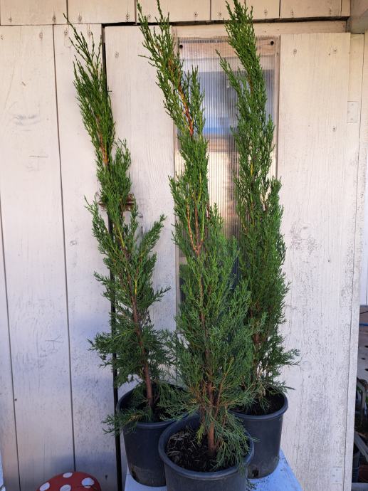 Toskanski čempres (cupressus semp. pyramidalis stricta)