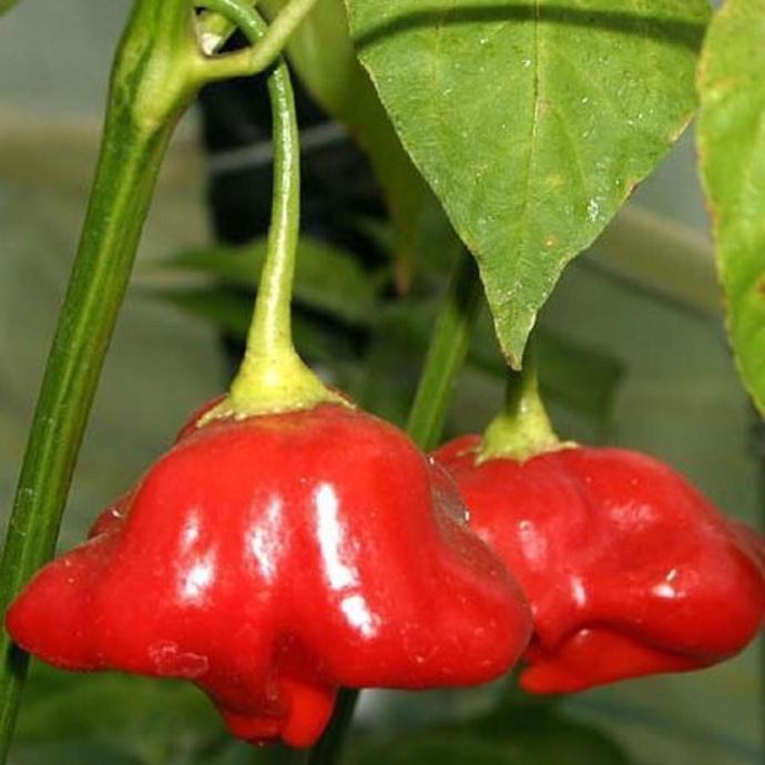Chili / Nepalese bell / Sjeme