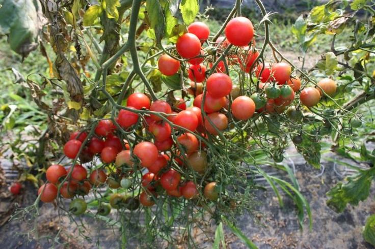 Rajčica / Pink Cherry / Sjeme