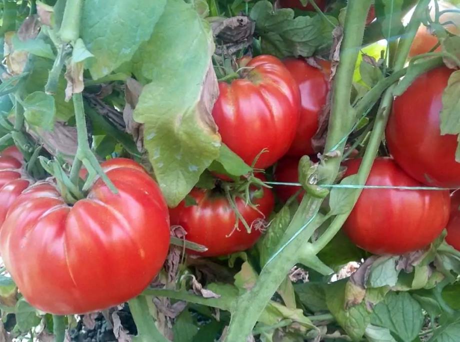 RAJČICE SJEME (Niska rana crvena, Brandy Boy, Jabučar najbolji)
