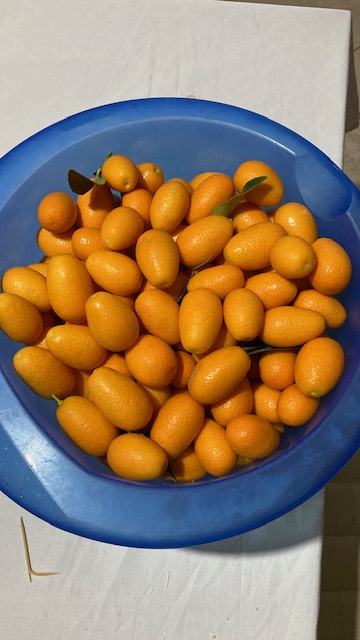 Kumkwat plod - prodaja