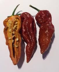 BHUT JOLOKIA CHOCO SJEMENKE chilli, ljute papričice 20kom -11kn