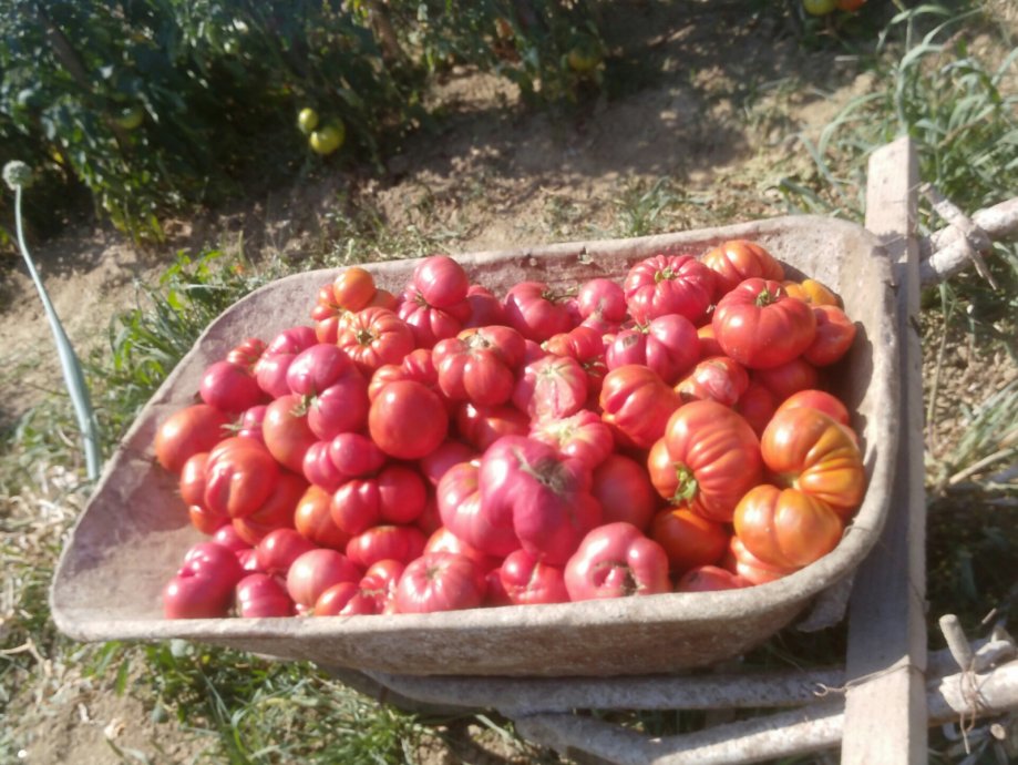 Domaci paradajz