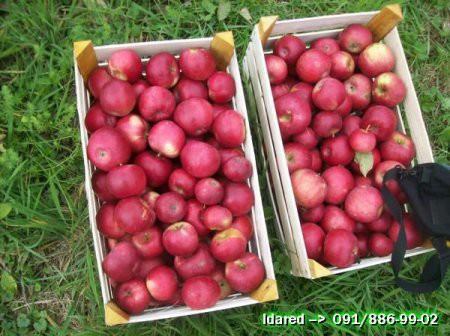 Jabuke idared domaće (crvena i reska)